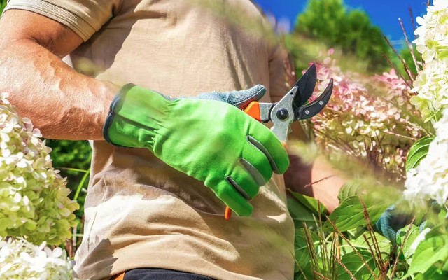 2 loại cây cần cắt tỉa ngay lúc này