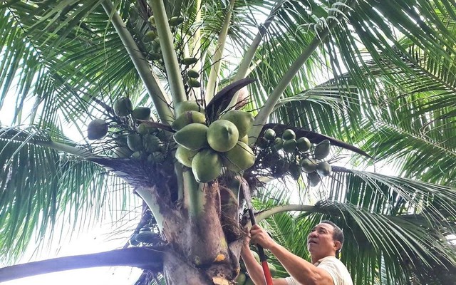 Từng trắng tay vì cà phê, lão nông 70 tuổi "đổi vận" lãi nửa tỷ mỗi năm từ 6 triệu đồng vốn vay ngân hàng