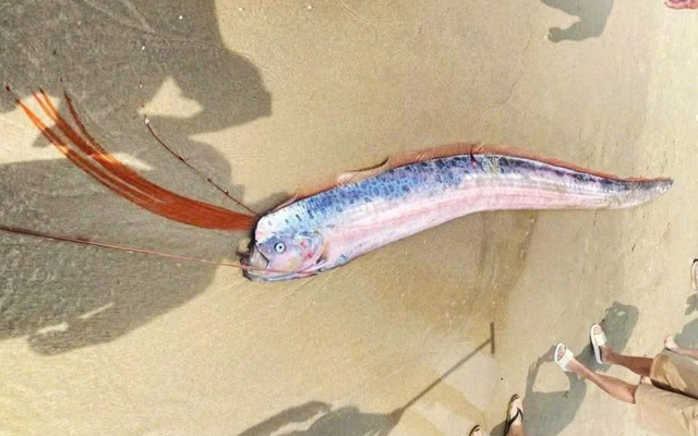 "Quái ngư xương dài nhất thế giới" dạt vào bờ biển Đà Nẵng gây xôn xao