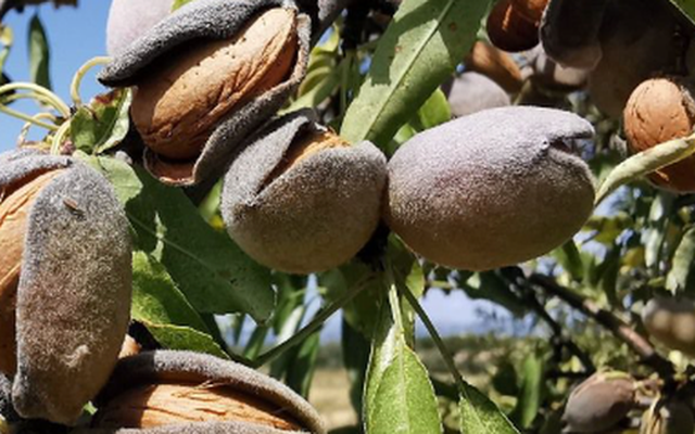 Đắt hơn cả sầu riêng, thanh long, một loại nông sản của Việt Nam đón tin vui xuất khẩu chưa từng có