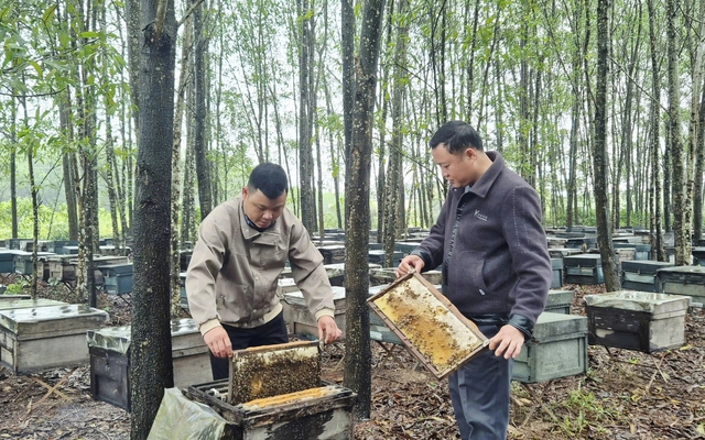 Ít ai ngờ sản vật quen thuộc của nông dân Việt lại xuất khẩu sang Mỹ, châu Âu với doanh thu gần 20 tỷ/năm