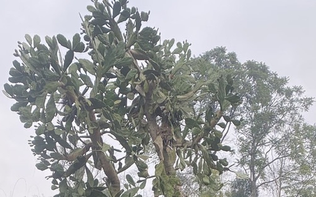 Hình dạng cây xương rồng sống 4 thập kỷ khiến 1 triệu người tò mò