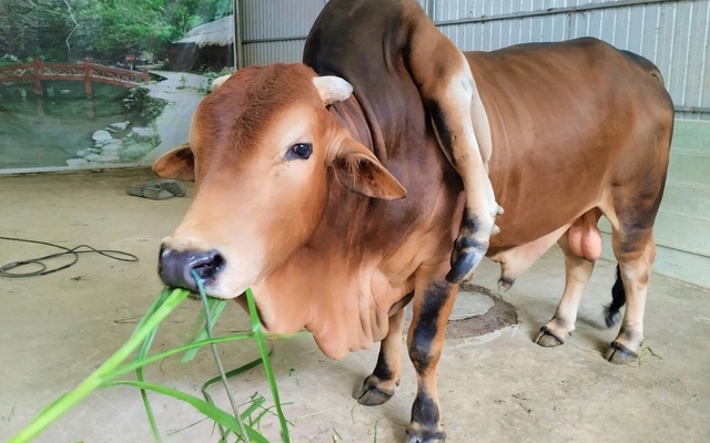Chú bò đắt giá bậc nhất Việt Nam được trả 5 tỷ đồng mà chủ nhân không bán: Sở hữu điều rất đặc biệt