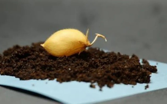 Bí mật từ thí nghiệm trồng cây trên đất Mặt Trăng