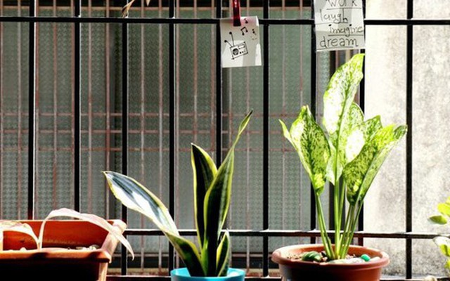 3 loại cây đừng đặt ở ban công vì sẽ cản tài lộc