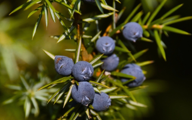 3 loại cây đừng đặt tại phòng khách