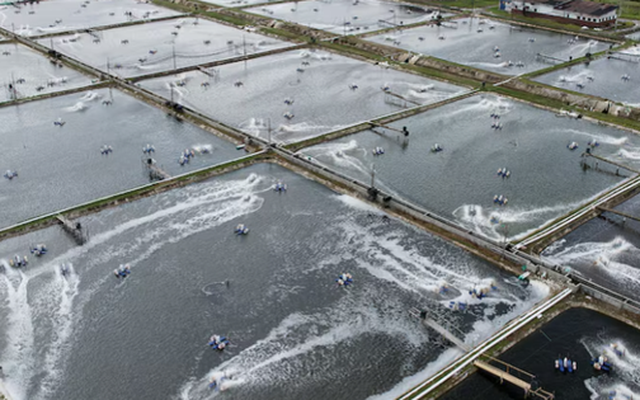 Không phải sầu riêng, Việt Nam vừa đón tin vui trăm triệu USD từ Trung Quốc và Nhật Bản