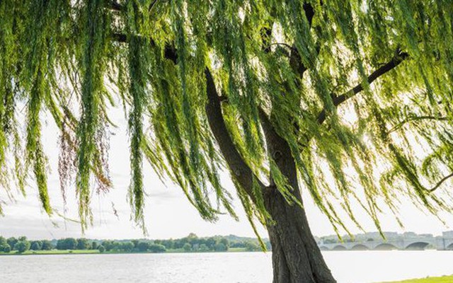 3 loại cây không nên trồng trước cổng nhà