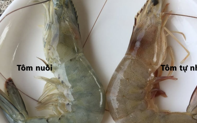 Mẹo "xương máu" phân biệt tôm nuôi và tôm tự nhiên, người bán ít khi tiết lộ