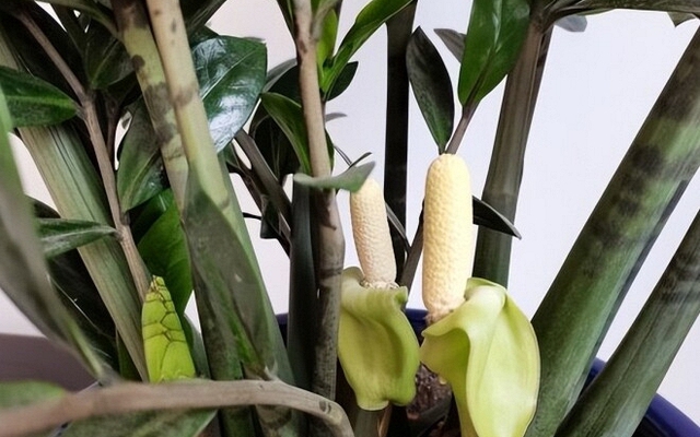 5 cây ra hoa là gia chủ "có lộc", tiền bạc rủng rinh, vận may tìm đến tận cửa