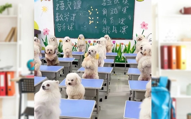 Cô gái gây tranh cãi khi chi 45 triệu đồng/tháng cho chó đi học