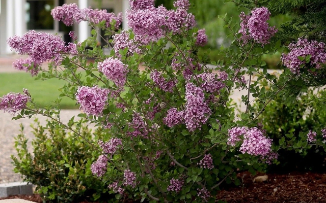 8 loại cây nở hoa thơm ngát suốt mùa hè, nên trồng ngay trong nhà