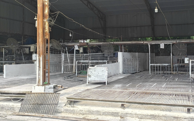 Cán bộ kiểm dịch thú y "vòi tiền" tiếp tay tiêu thụ 3.600 con heo bệnh