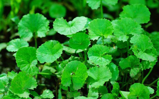 3 loại rau nên trồng trong nhà tháng 4