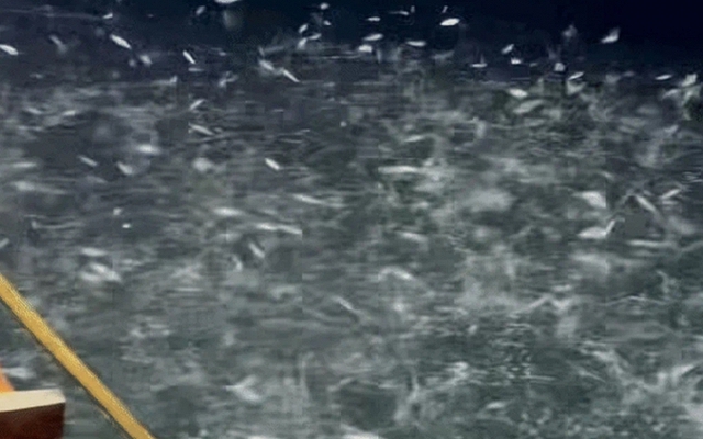 Cảnh tượng giữa đêm ở biển Quảng Ninh khiến nhiều người thốt lên: "Không ngờ có chuyện như vậy"