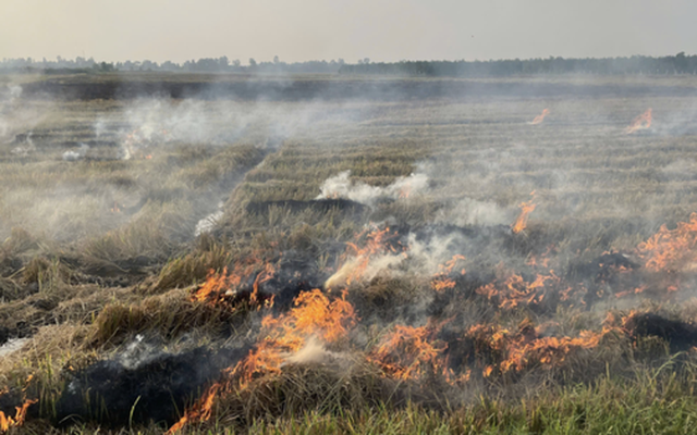 Chồng bàng hoàng phát hiện thi thể vợ trong đám cháy giữa đồng ở Cần Thơ