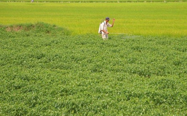 Không phải sầu riêng, loại quả cho không đầy chợ Việt được Lào, Trung Quốc đua nhau mua - nay bỗng rớt giá hơn chục lần