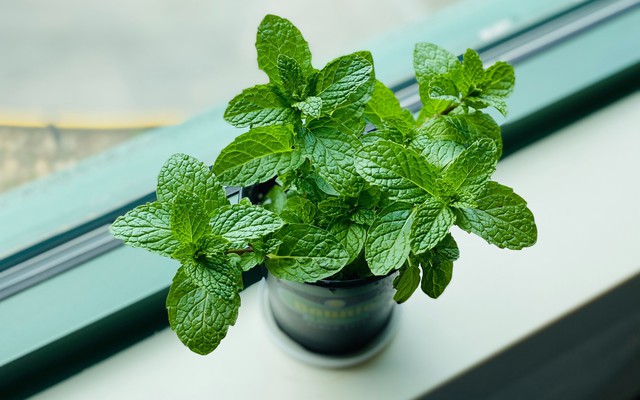 3 loại cây rất hợp với người trẻ: Biết trồng thì khỏe toàn thân