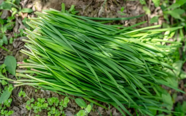 Loại rau rẻ tiền nhưng cực tốt cho tim mạch, tiêu hóa và giấc ngủ