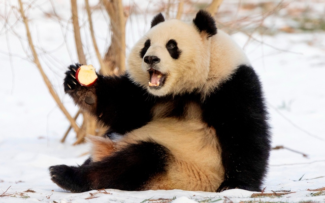 Cú lừa thế kỷ về khả năng sinh sản của gấu trúc: Tỷ lệ thành công 95% trong hoang dã nhưng lại bị con người ép tuyệt tự?