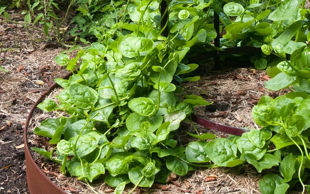 4 loại rau độc đáo, rất nên trồng: Thu hoạch được suốt mùa hè