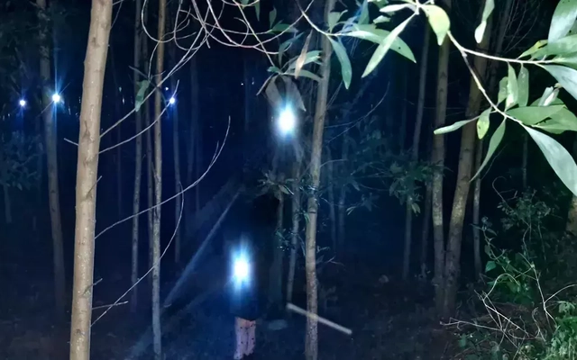 Người dân đổ xô vào rừng bắt ve sầu, thu tiền triệu mỗi đêm