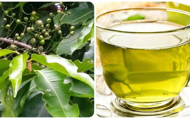 Uống nước lá vối tươi có tác dụng gì?