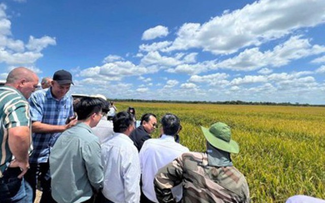 Giống lúa Việt Nam 'gây bão' tại Cuba, Phó Chủ tịch nước Cuba đích thân xuống thị sát