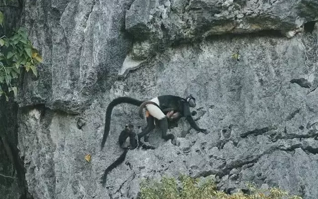 Cảnh báo nóng, tận diệt cây Muội hồng có thể đẩy Voọc mông trắng tuyệt chủng