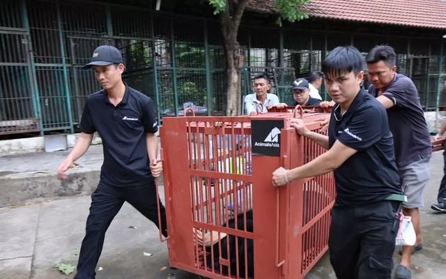 Hai gấu chó đầu tiên về trung tâm cứu hộ ở Huế sau hành trình 900 km