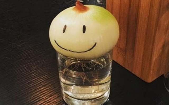 Không phải mê tín, giờ mới biết vì sao nhiều nhà luôn đặt 1 củ hành tây trong phòng ngủ