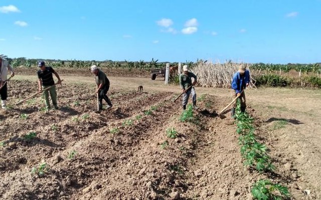 Thiếu từ xăng đến phân bón, Cuba "tạo kỳ tích" để có được những cánh đồng xanh mướt