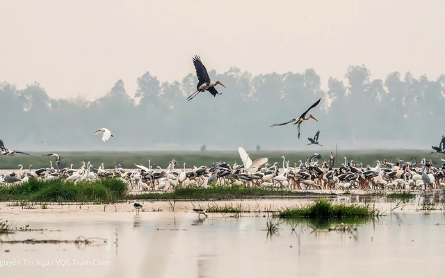 Xuất hiện loài chim quý hiếm, nguy cấp, nằm trong Sách đỏ thế giới ở Vườn Quốc gia Tràm Chim