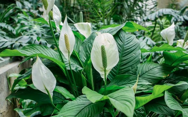 Lan ý "rất thích" được tưới loại nước này: Dùng đúng thì cây xanh mướt, ra hoa đều