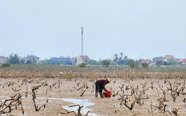 'Bức tường xanh' ở Hà Tĩnh chết khô