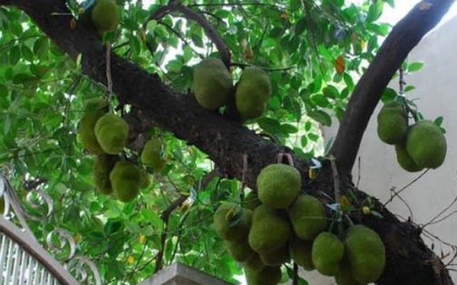 3 loại cây dễ "chặn" tài lộc, tránh trồng trước cổng