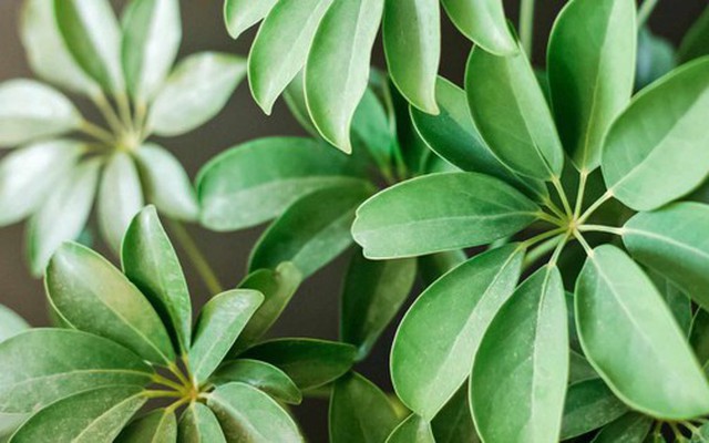 4 loại cây vừa “trấn trạch”, vừa làm thuốc, nên trồng trong nhà