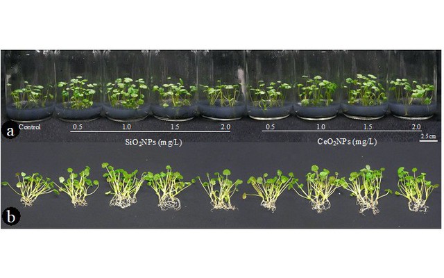Nhà khoa học Việt Nam tạo bước ngoặt về Nano: Có thể làm thay đổi cách nhân giống trong ngành trồng trọt