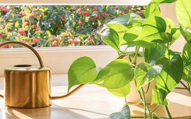 5 điều cần làm với cây trầu bà ngay lúc này