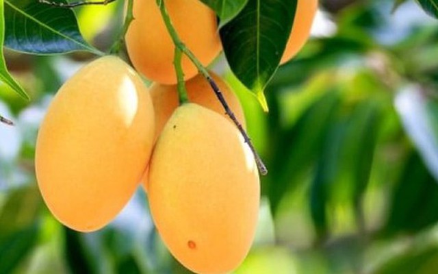 3 loại cây ăn quả không nên trồng trước nhà: "Cản" phong thủy, âm thầm gây hại sức khỏe