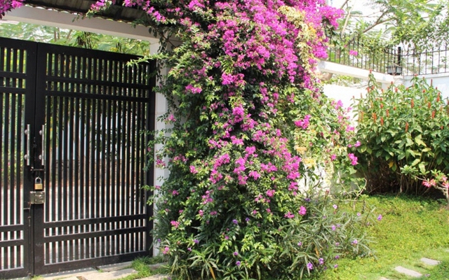 Lời khuyên đến những gia đình đang trồng hoa giấy