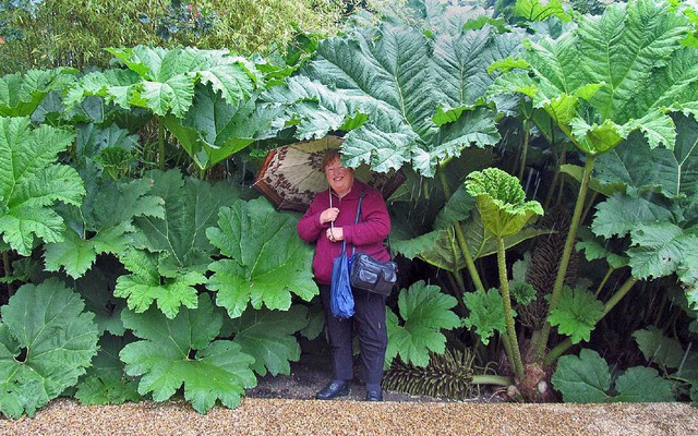 Điều gì ở vùng đất giữa nước Nga khiến cây cối bỗng hóa "khổng lồ"? Khoa học đang lần ra đáp án