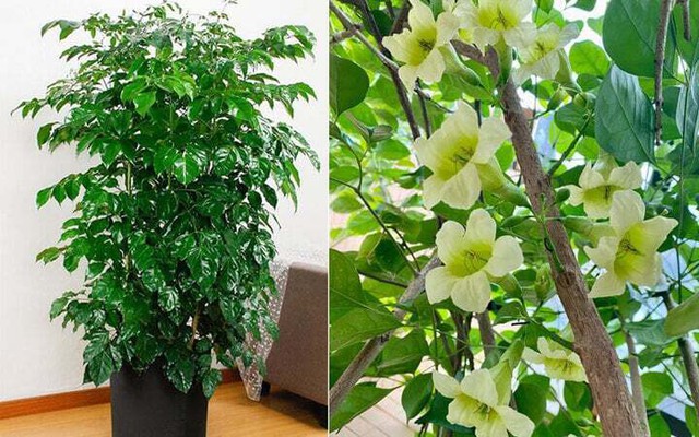 5 loại cây có tác dụng chữa lành nên trồng trong nhà để gia chủ luôn cảm thấy hạnh phúc, yêu đời