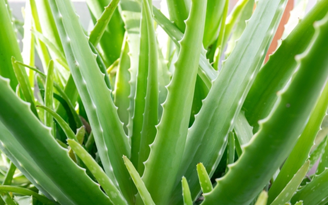 5 cây cảnh nên trồng tại ban công: "Hút" tài lộc, lười chăm vẫn xanh mướt