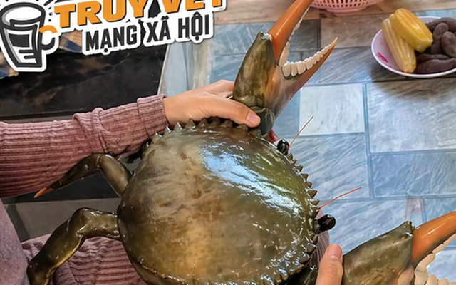 Clip con cua 7 kg ở An Giang nổi tiếng mạng xã hội với 4,4 triệu lượt xem