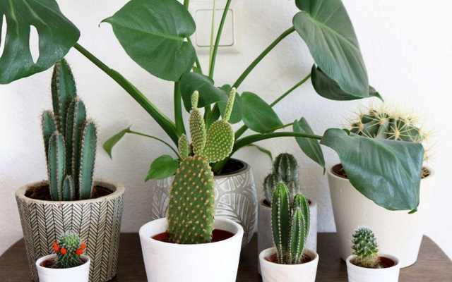 Lời khuyên đến những gia đình đang trồng cây xương rồng