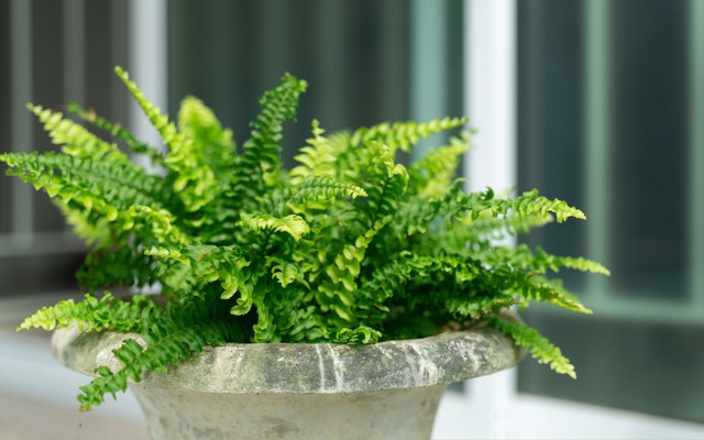 3 loại cây rất hợp với gia chủ trên 40 tuổi