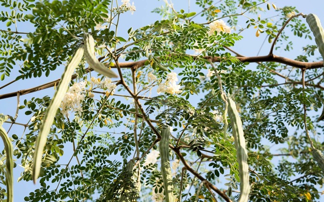 Loài cây quen thuộc có thể lọc tới 98% vi nhựa trong nước