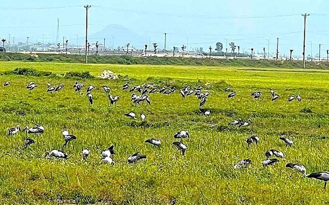 Đàn chim lạ hàng trăm con bất ngờ kéo đến Hà Tĩnh, cơ quan chức năng khuyến cáo khẩn