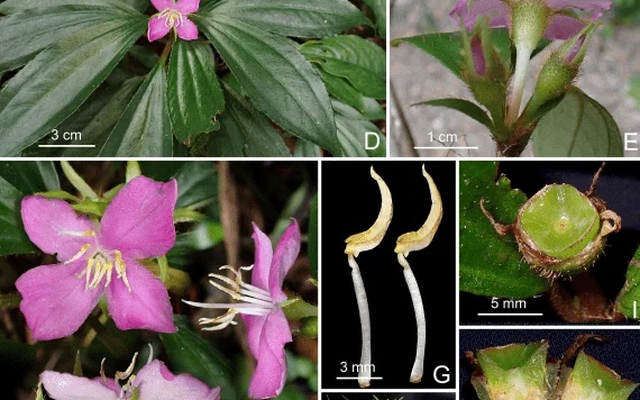 Phát hiện gây chú ý ở Quảng Trị: "Kho báu sống" chưa từng được biết đến